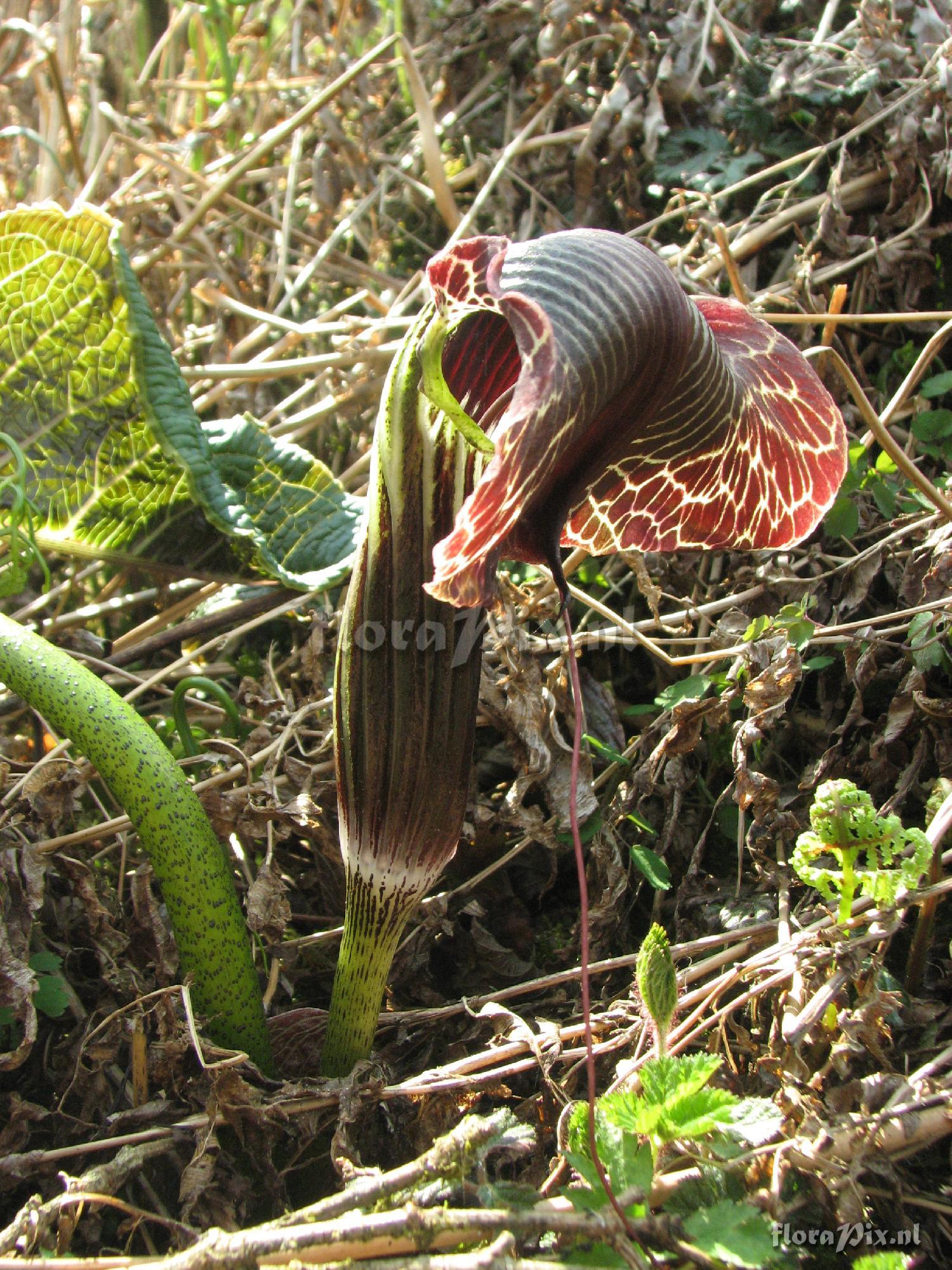 Arisaema griffithii var. verrucosum