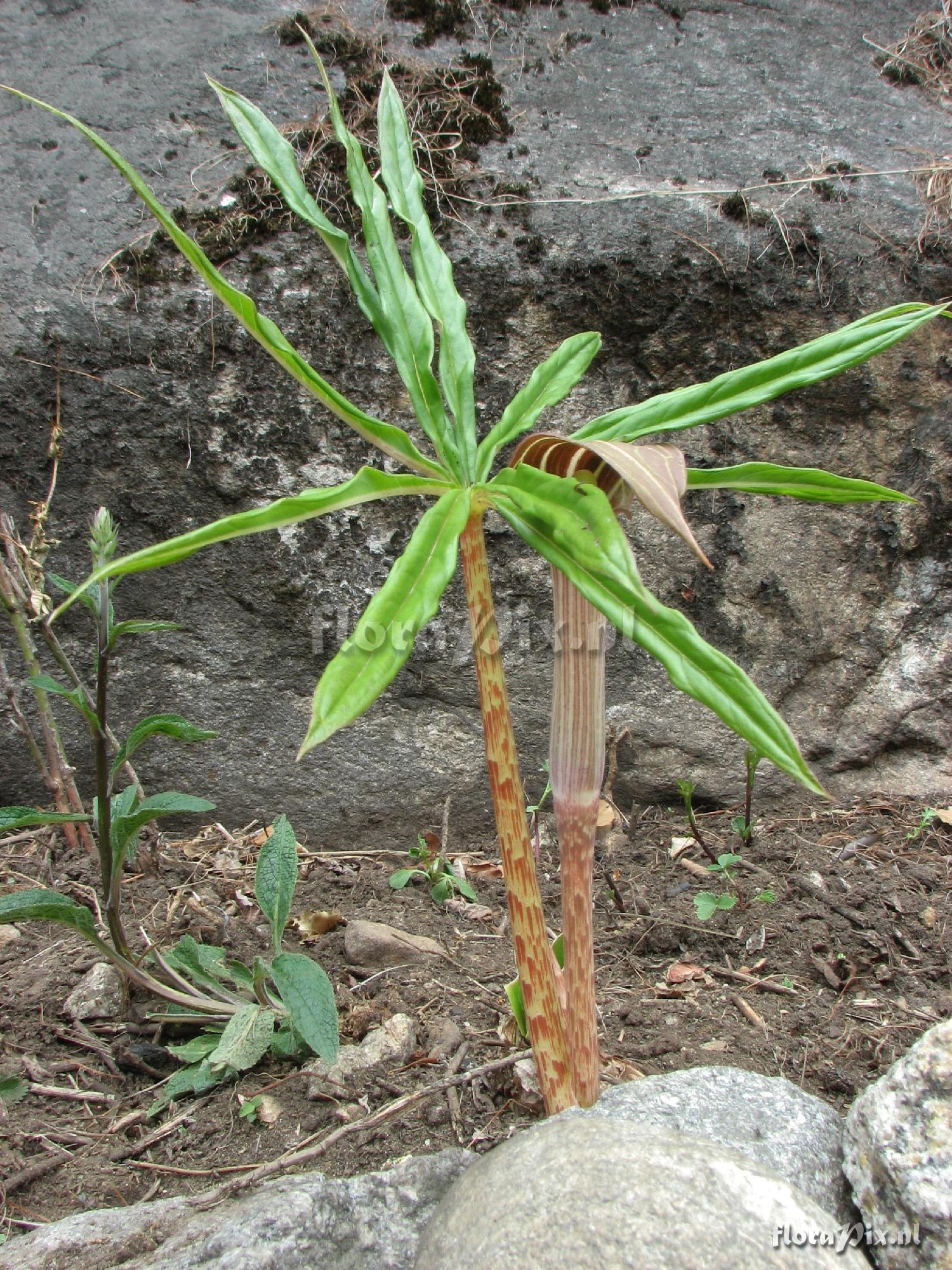 Arisaema erubascens 