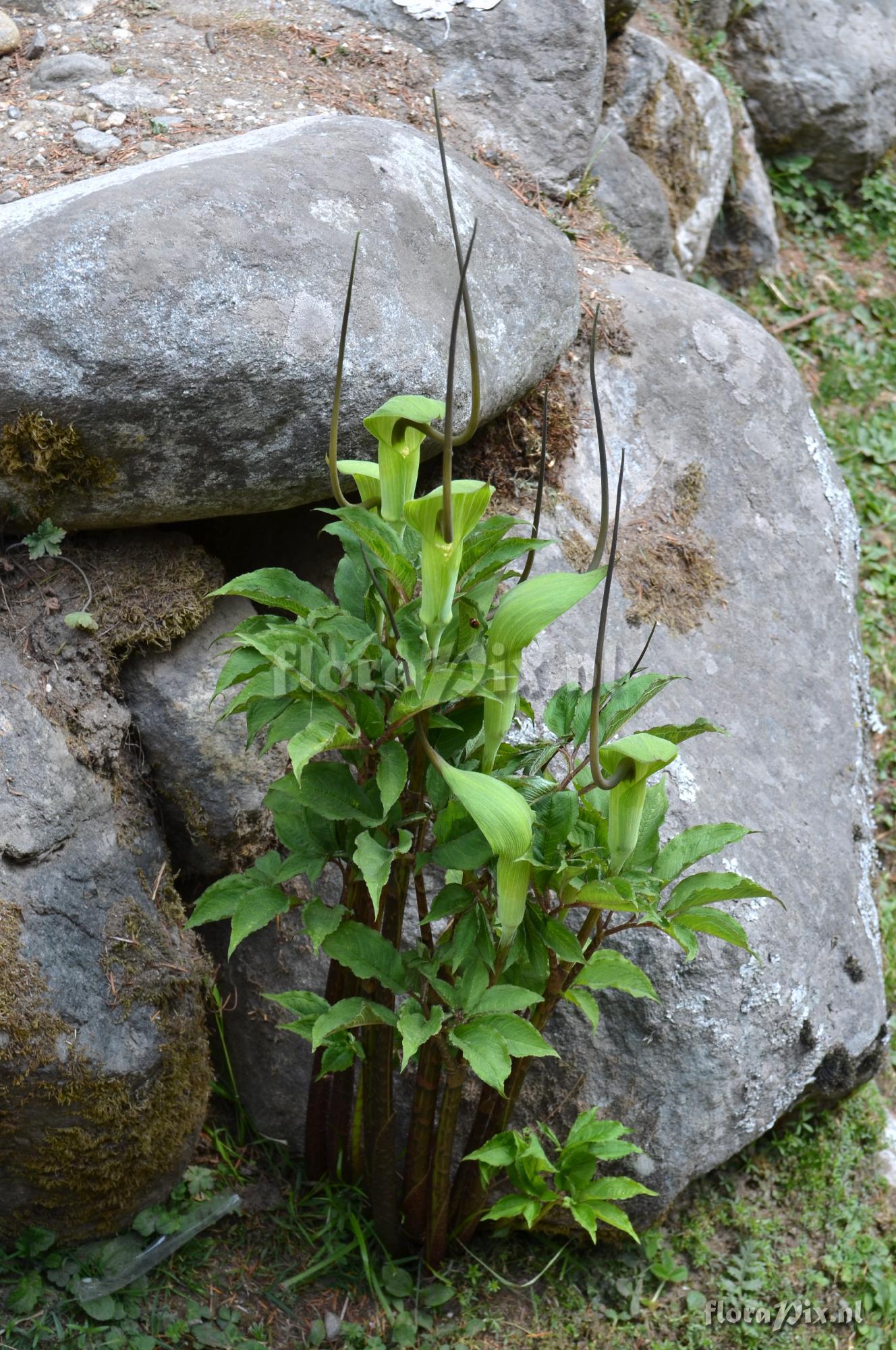 Arisaema tortuosum