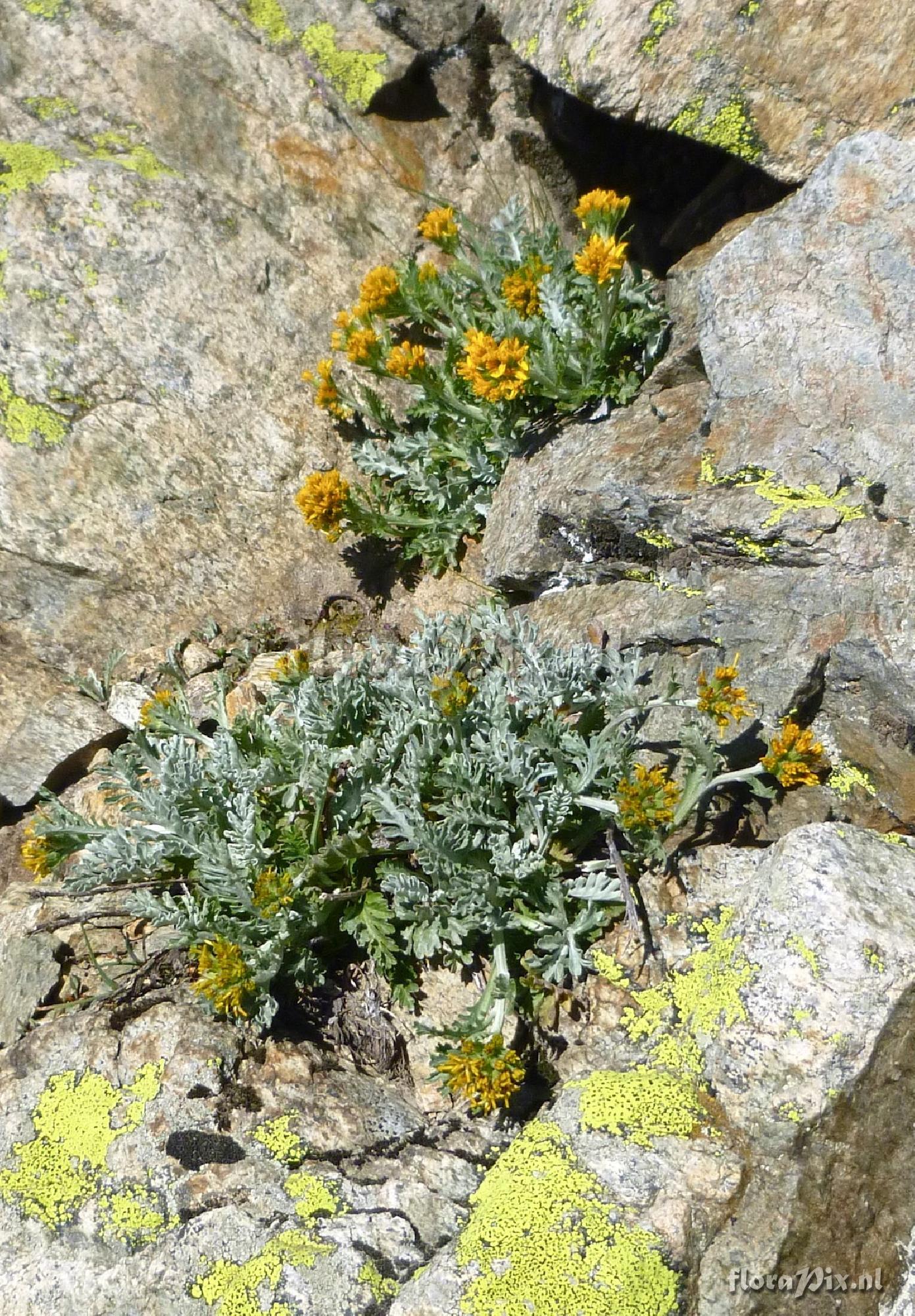 Senecio incanus
