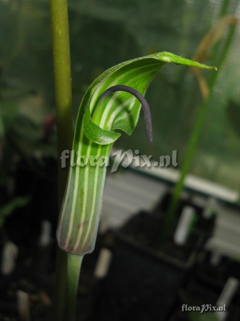 Arisaema lichiangense