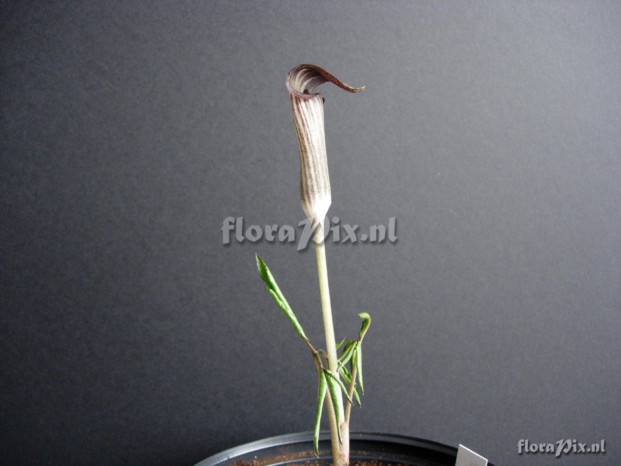 arisaema nambae