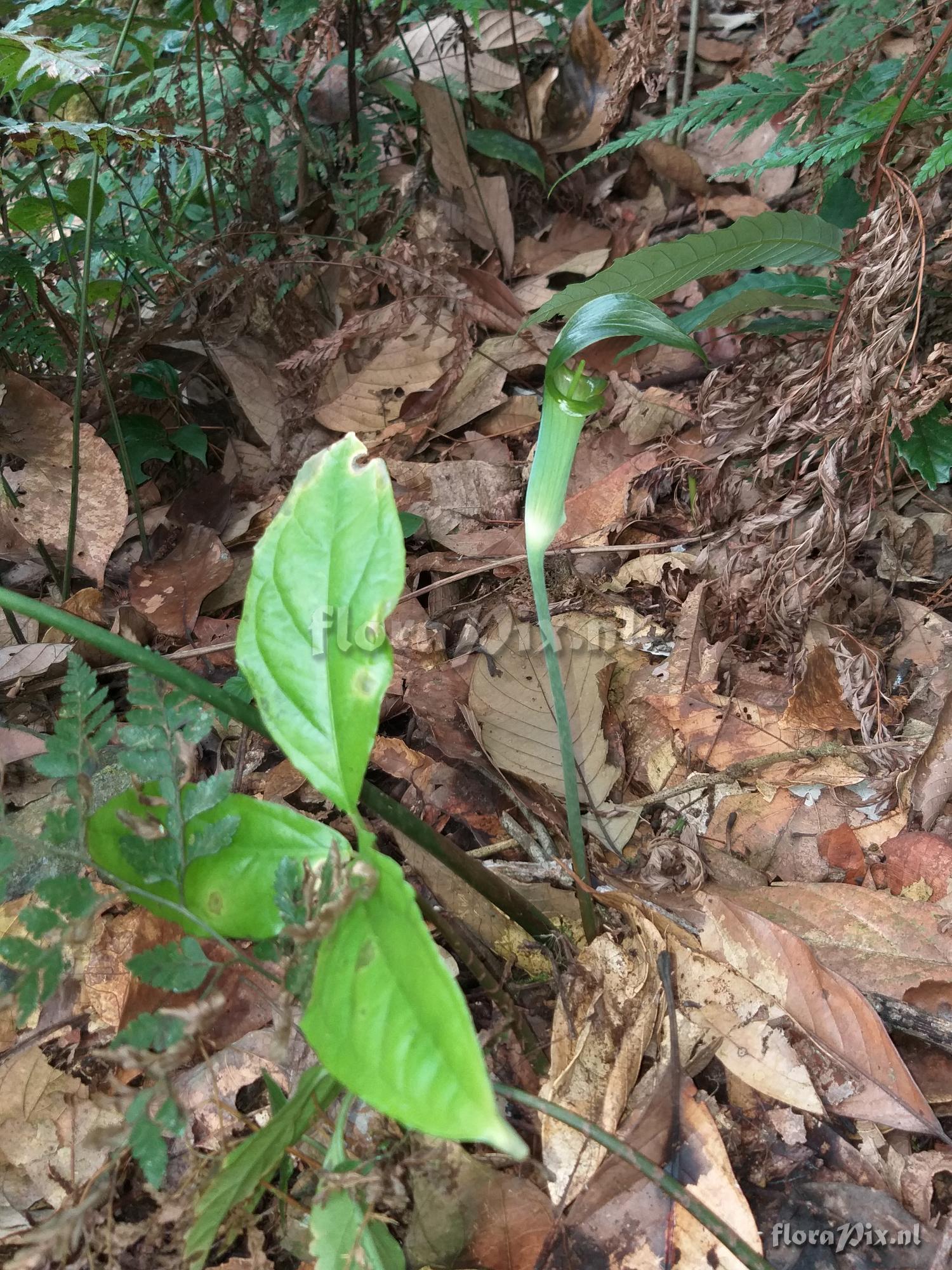 Arisaema 