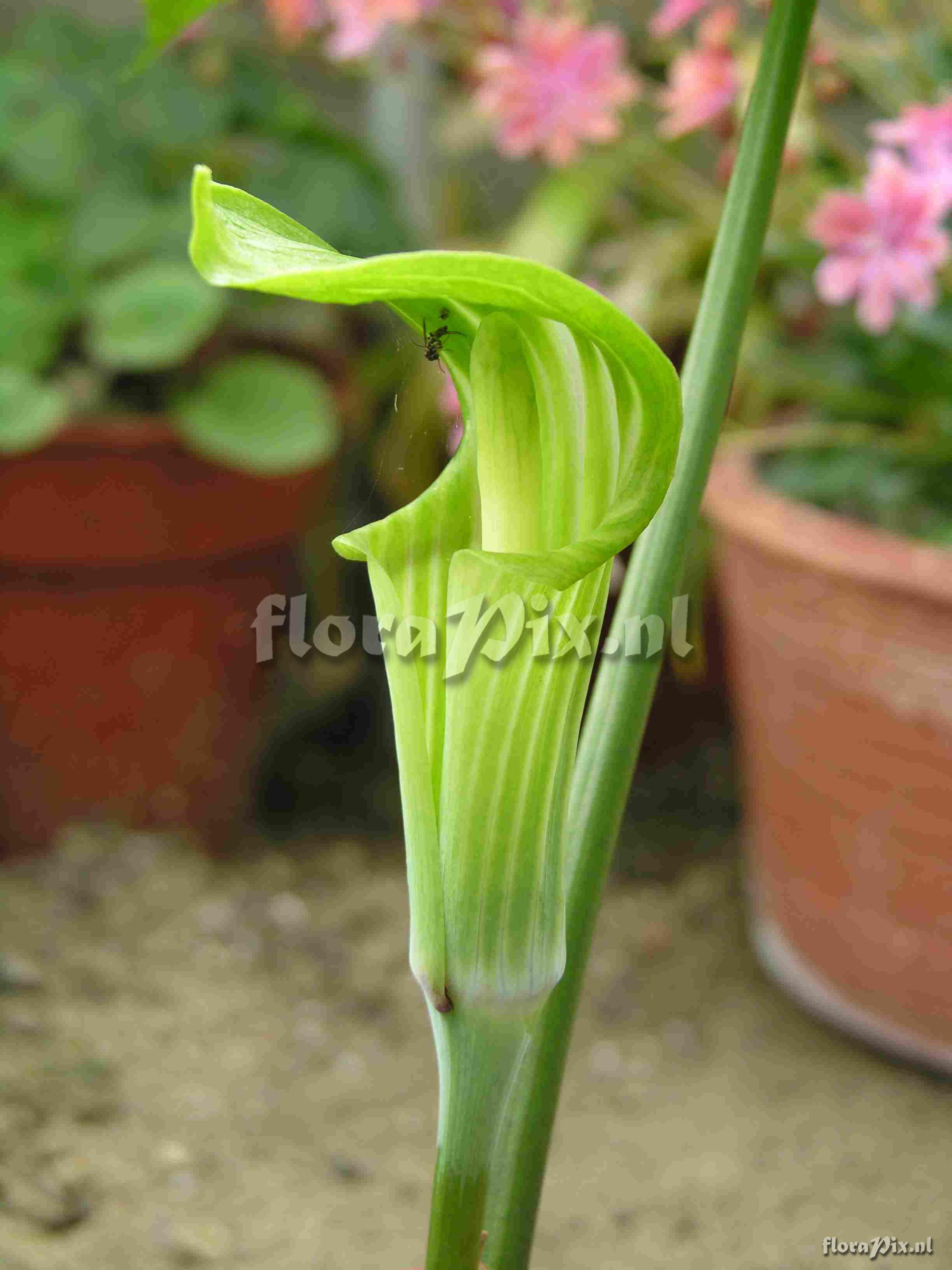 Arisaema sp green & white