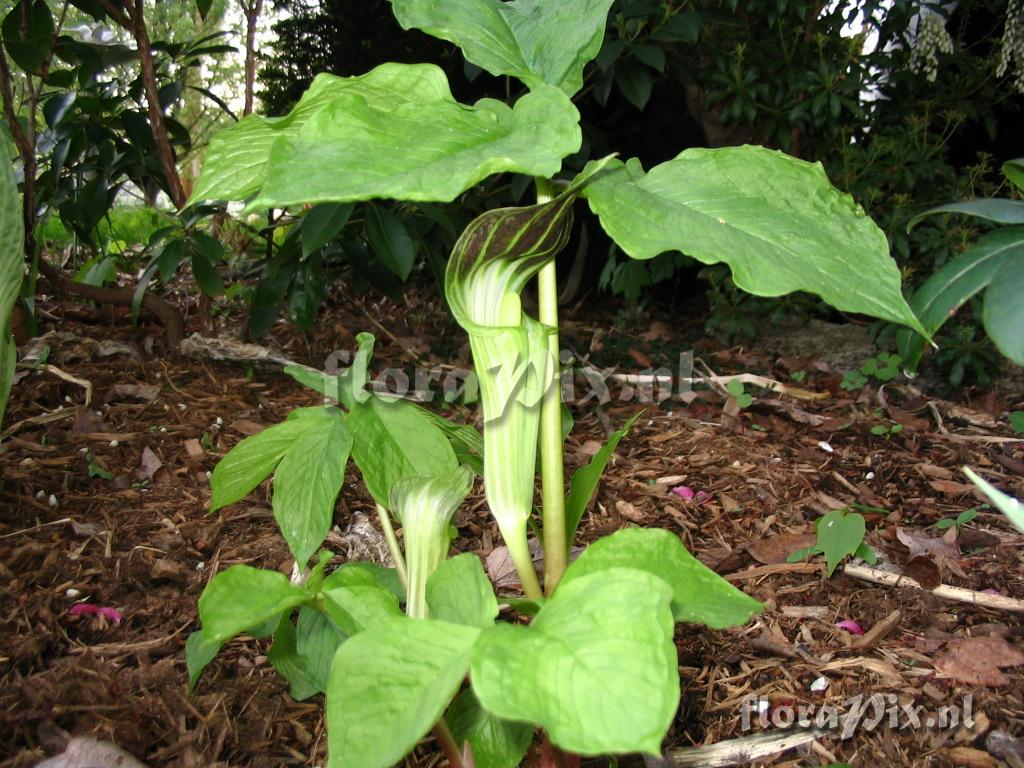 Arisaema amurense