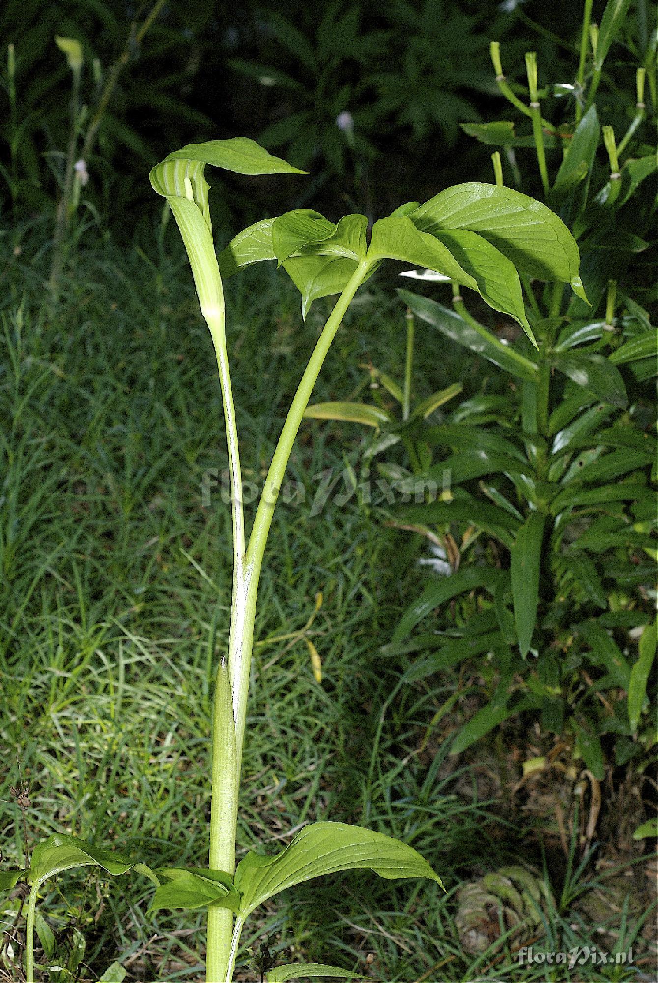 Arisaema bottae