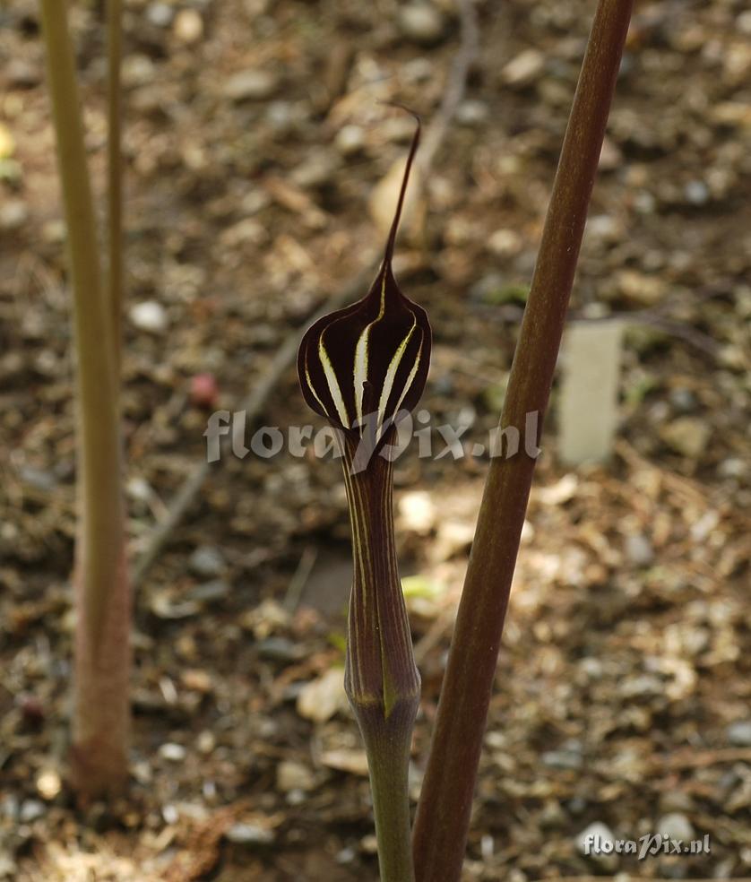 Arisaema concinnum