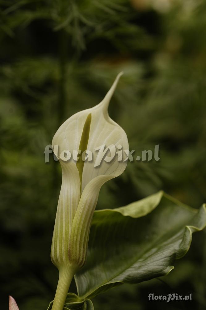 Arisaema candidissimum