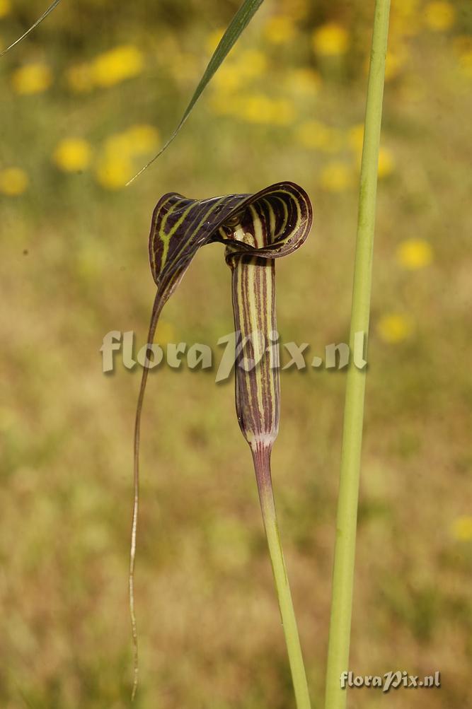 Arisaema ciliatum var. liubaense