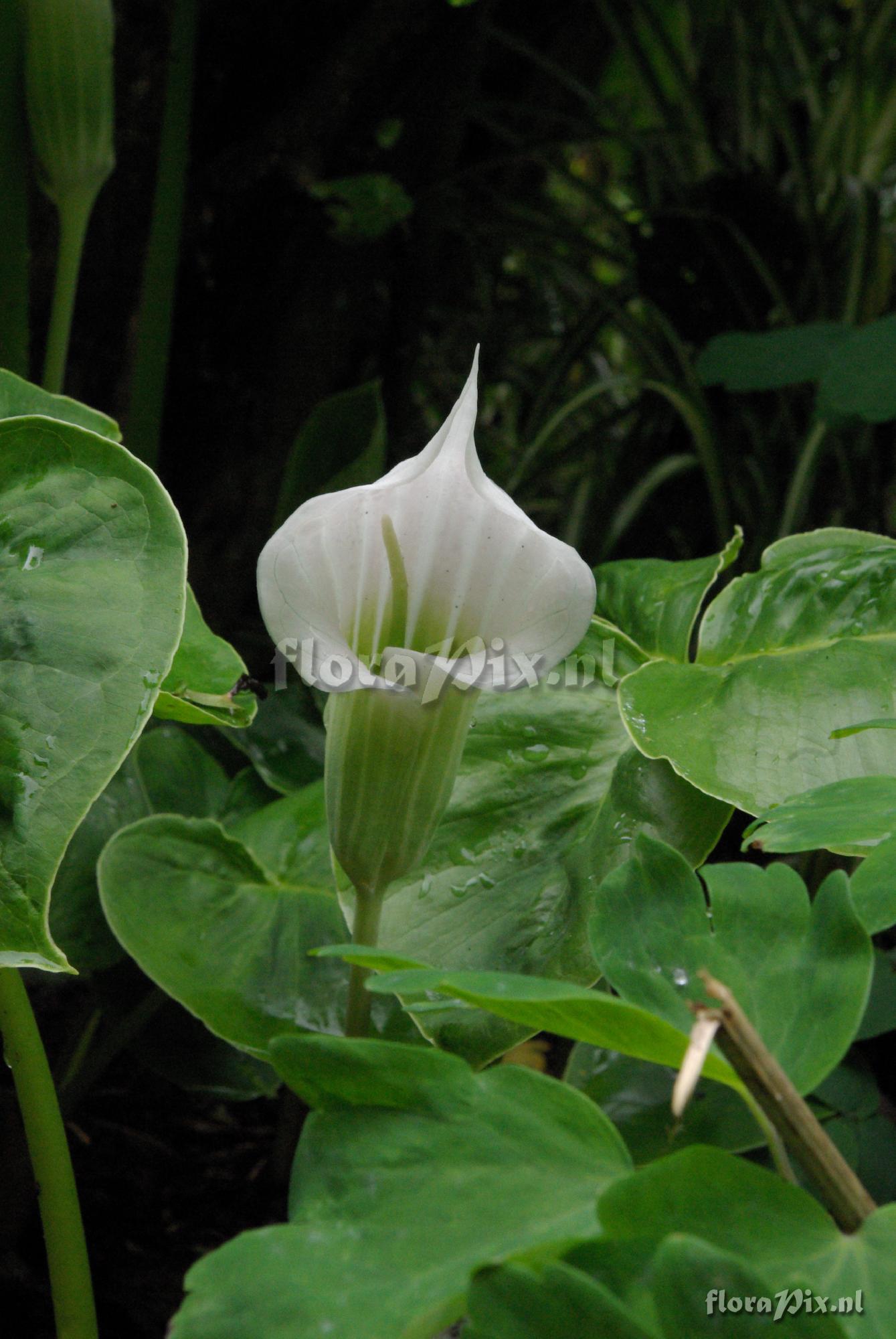 Arisaema candidissimum