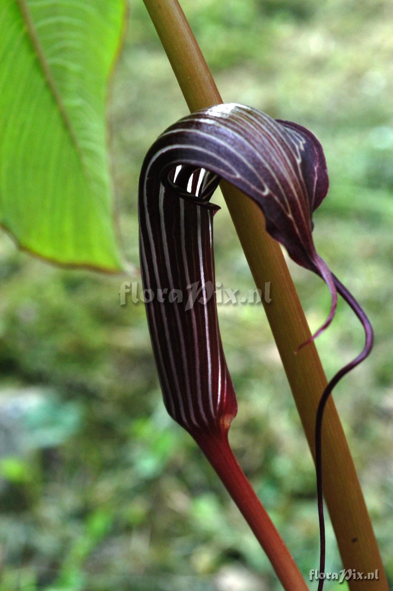 Arisaema costatum
