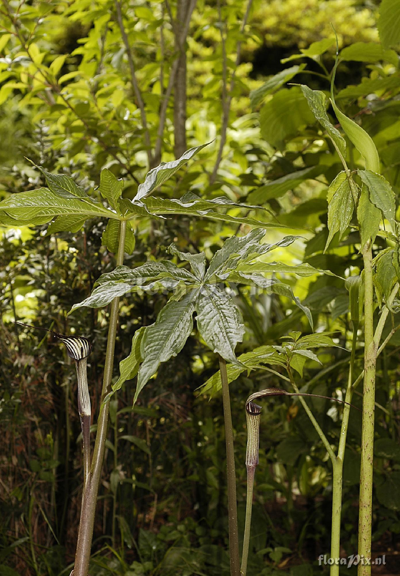 Arisaema Concinnum