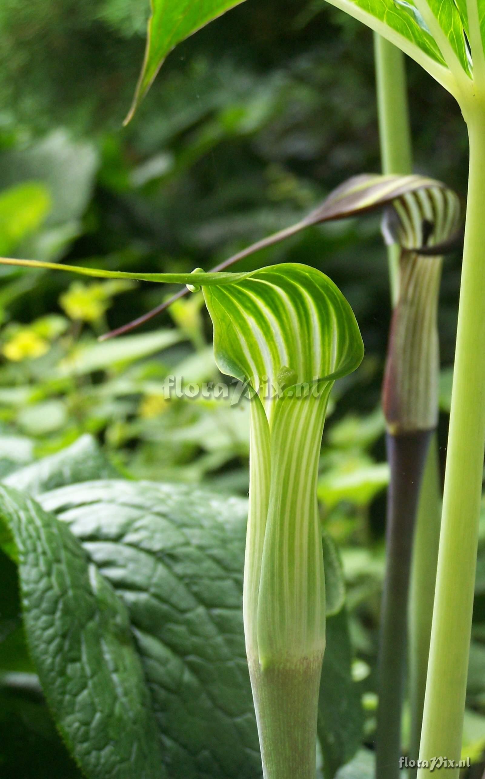 Arisaema concinnum