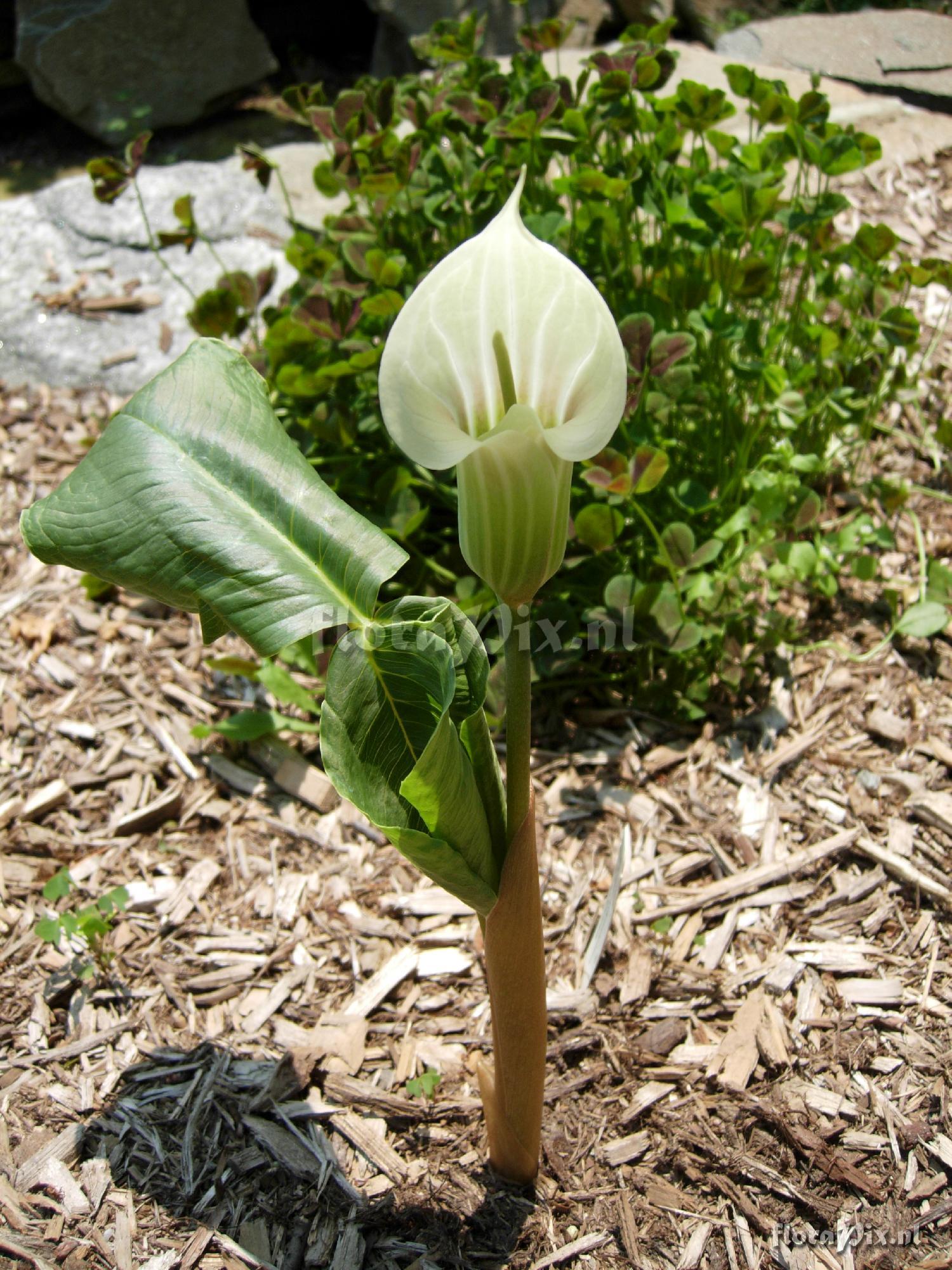 Arisaema candidissimum