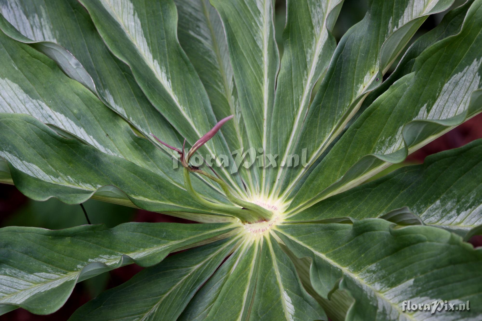 Arisaema consanguineum 