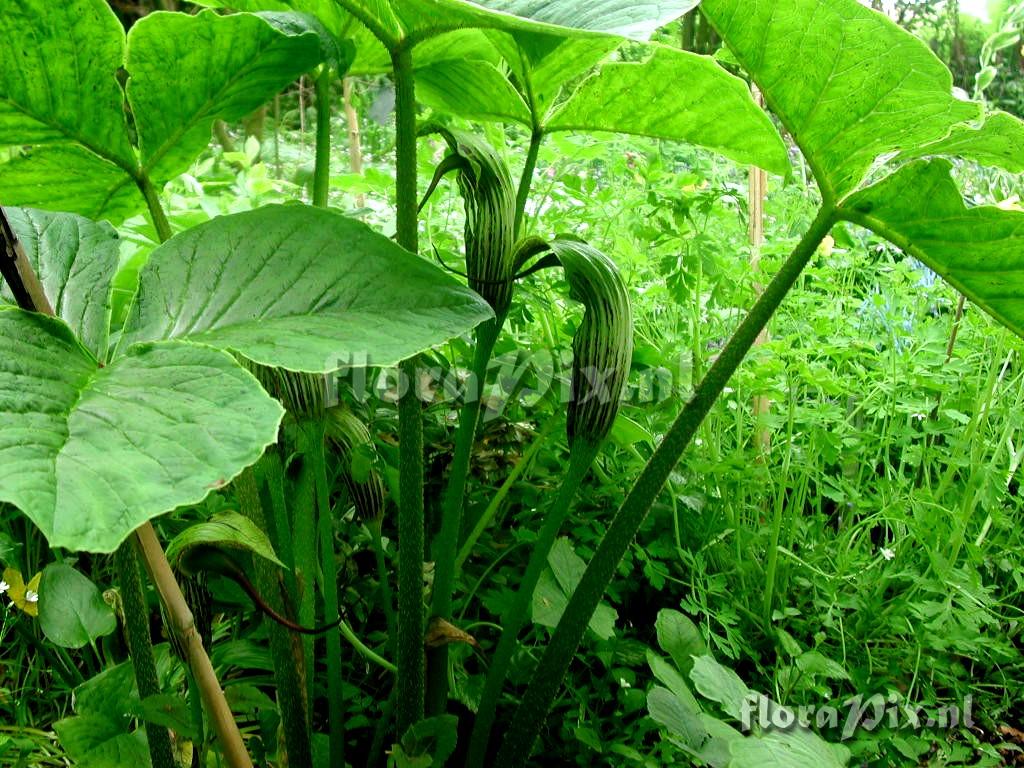 Arisaema dilatatum