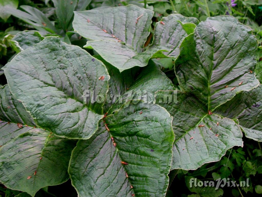 Arisaema dilatatum