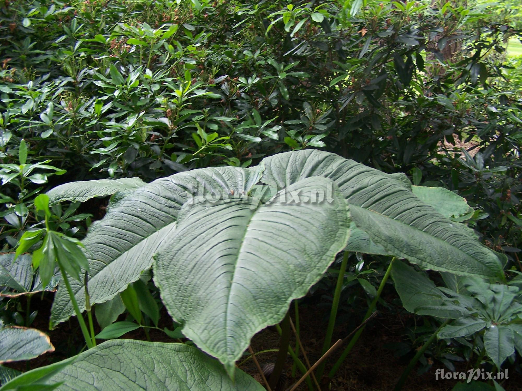 Arisaema dahaiense ( leaf )