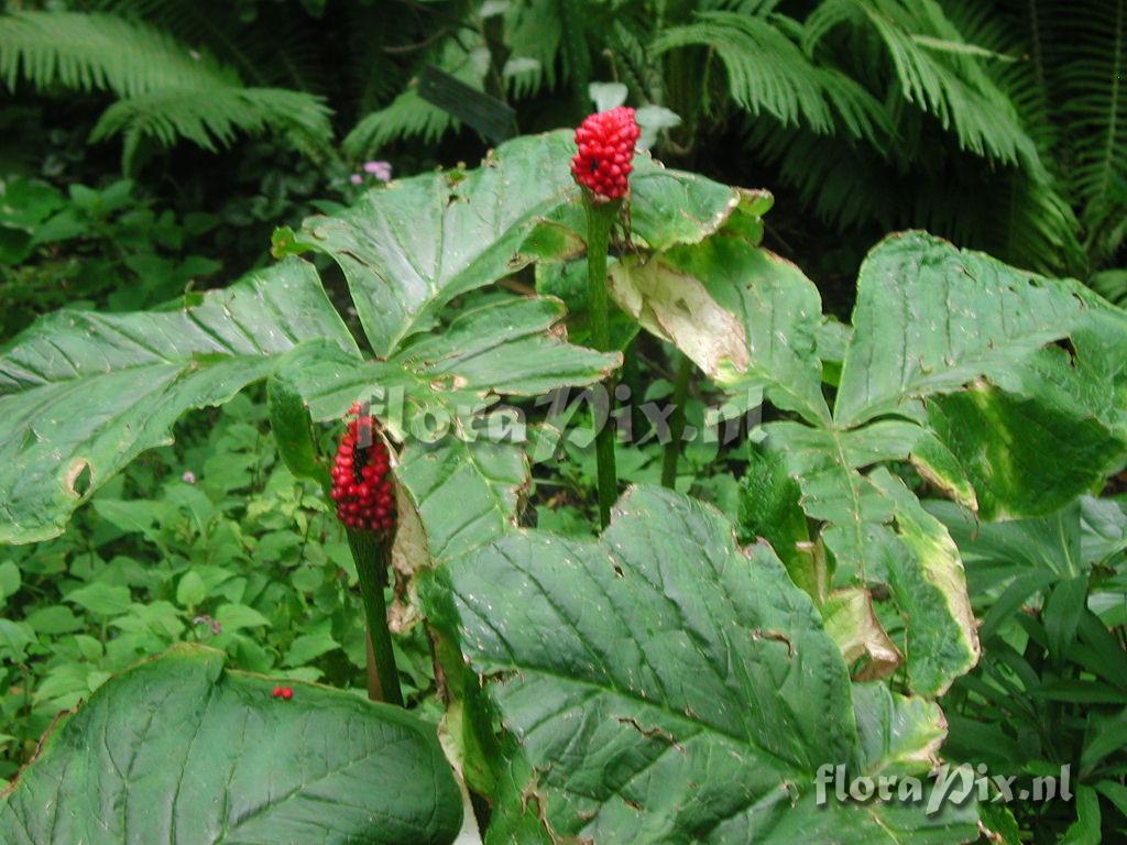 Arisaema dilatatum