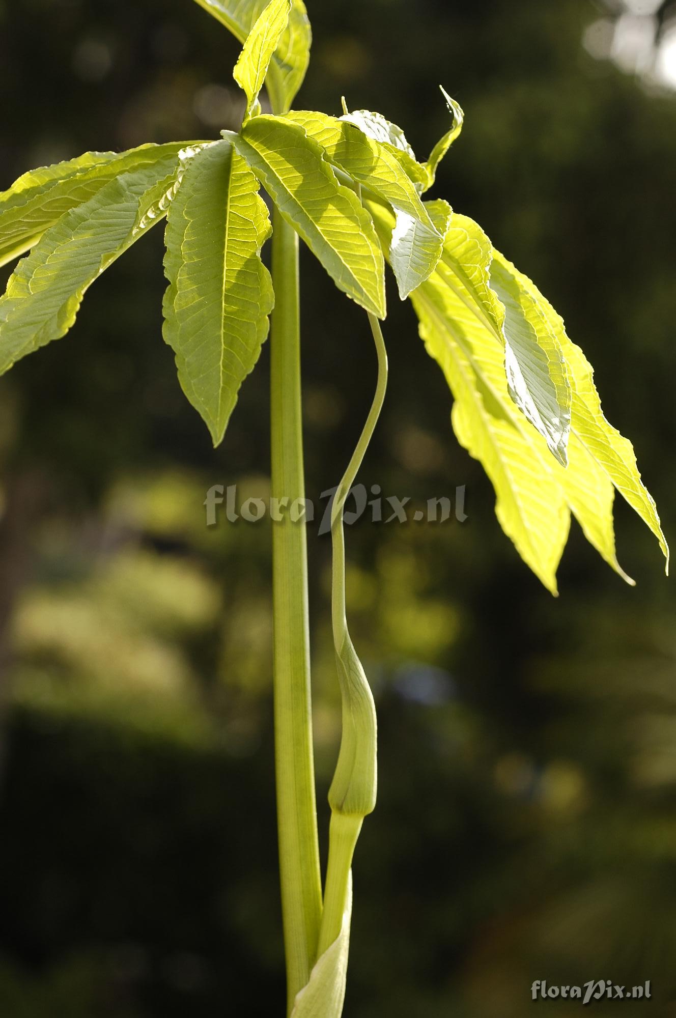 Arisaema dracontium