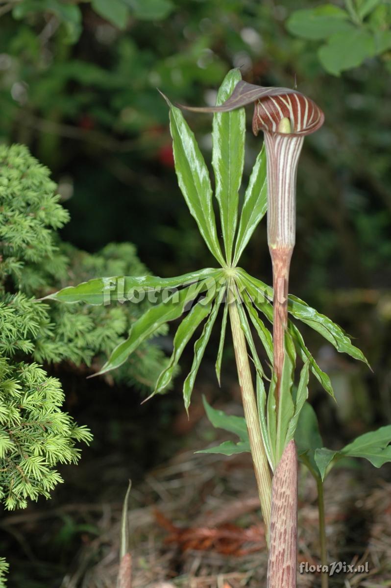 Arisaema erubescens