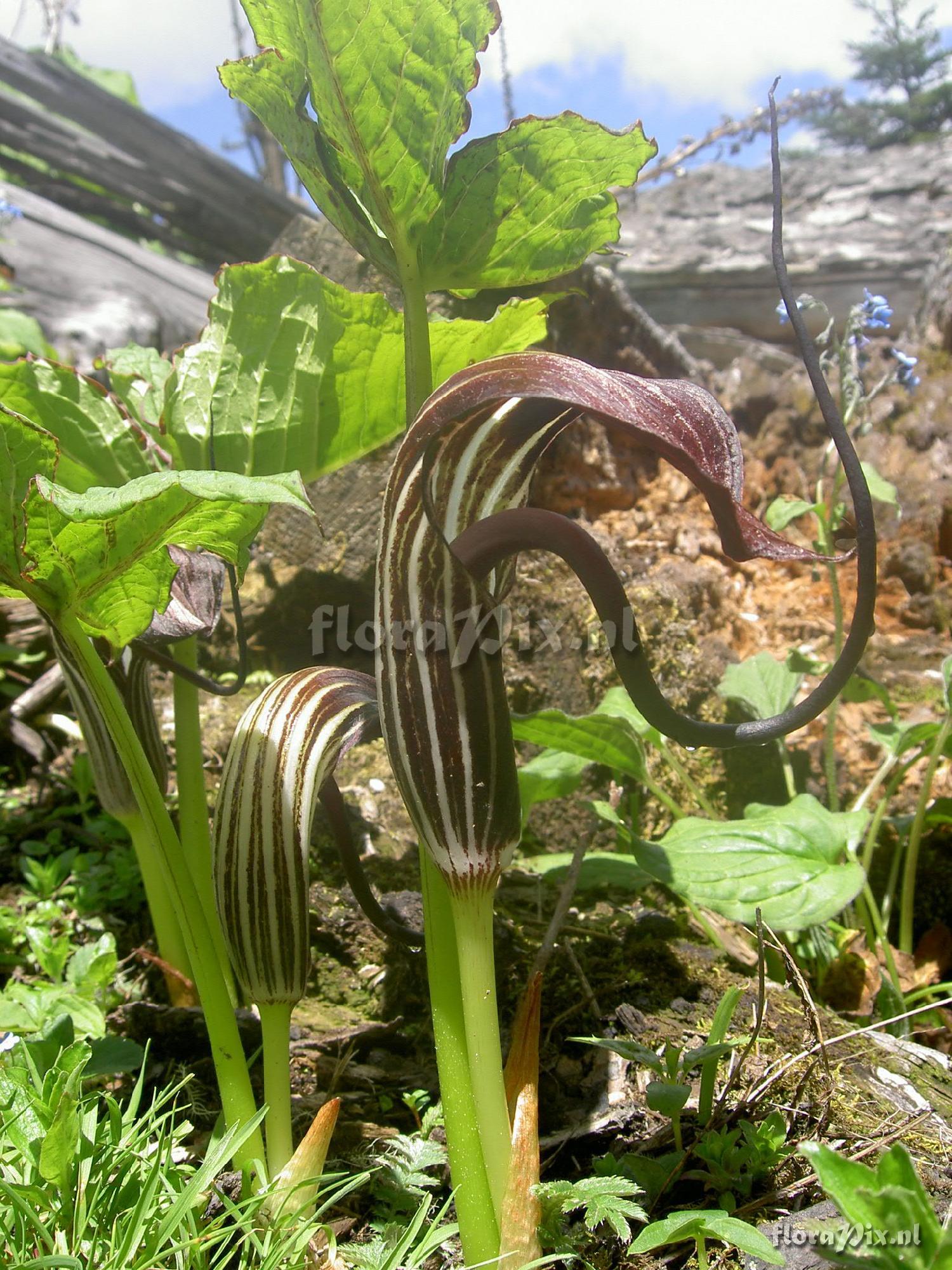 Arisaema elephas