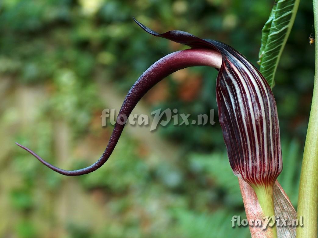 Arisaema elephas