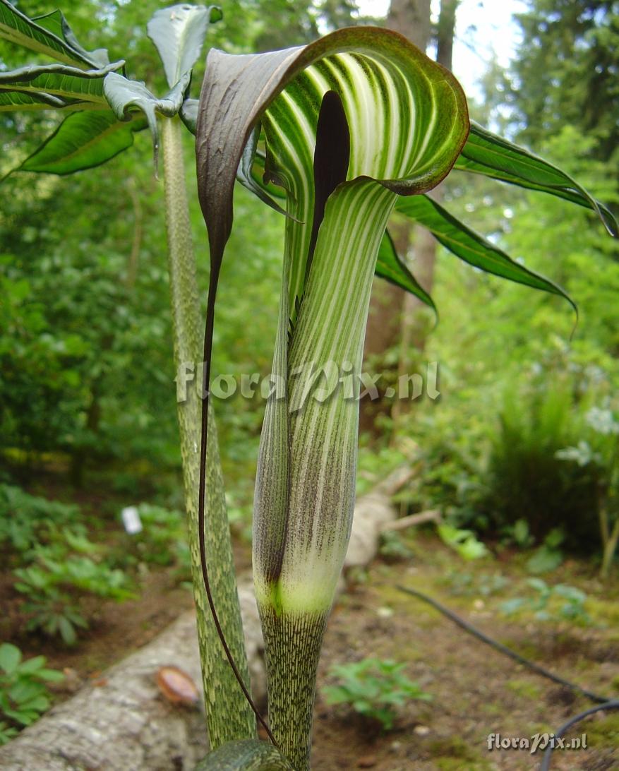 Arisaema formosanum v. bicolorifolium