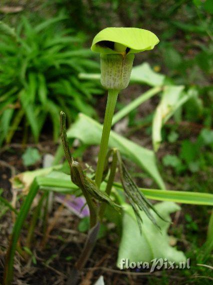 Arisaema flavum