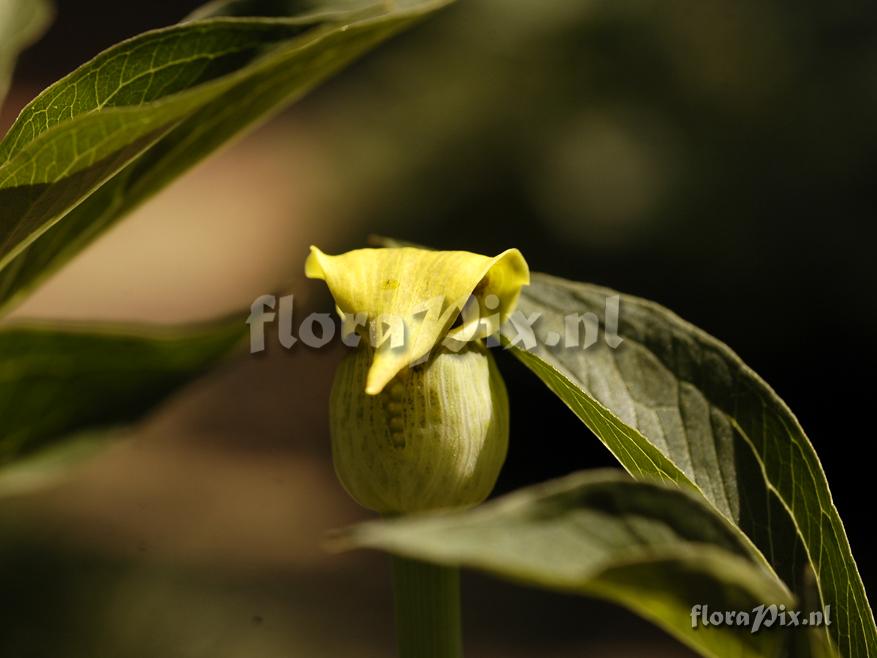 Arisaema flavum