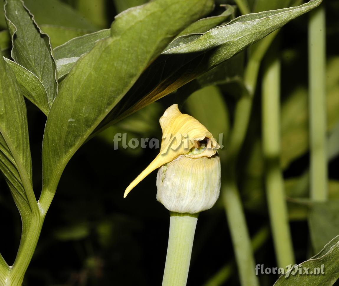 Arisaema Flavum ssp. abbreviatum