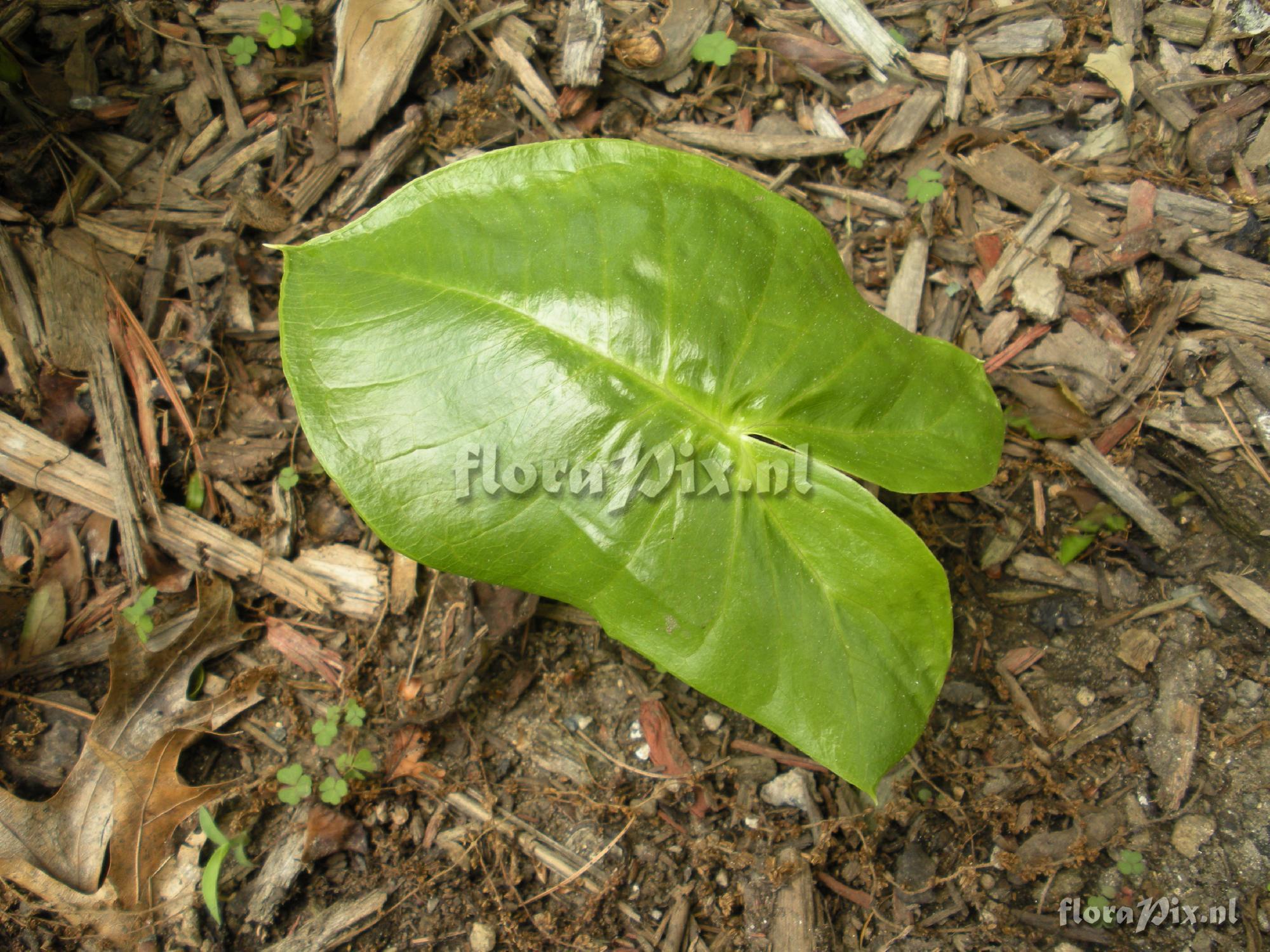 Arisaema franchetianum