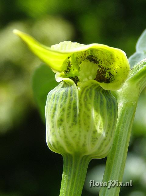 Arisaema flavum