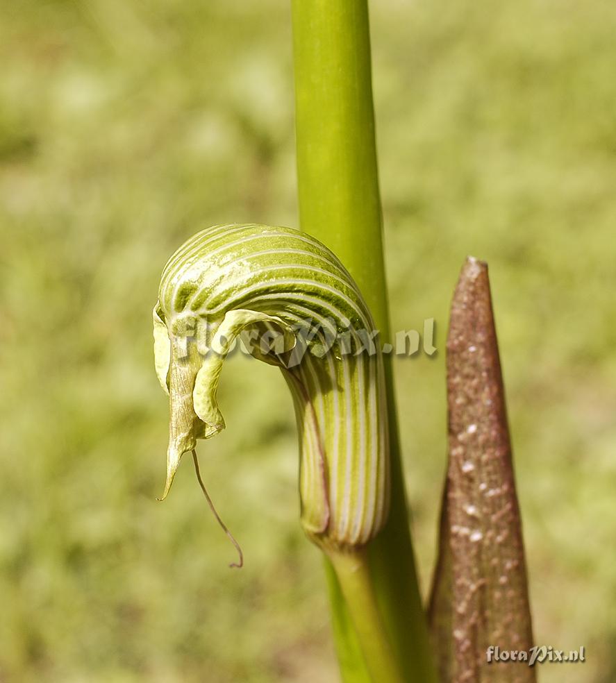 Arisaema galeatum