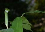 Arisaema grapsospadix