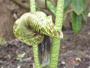 Arisaema griffithii