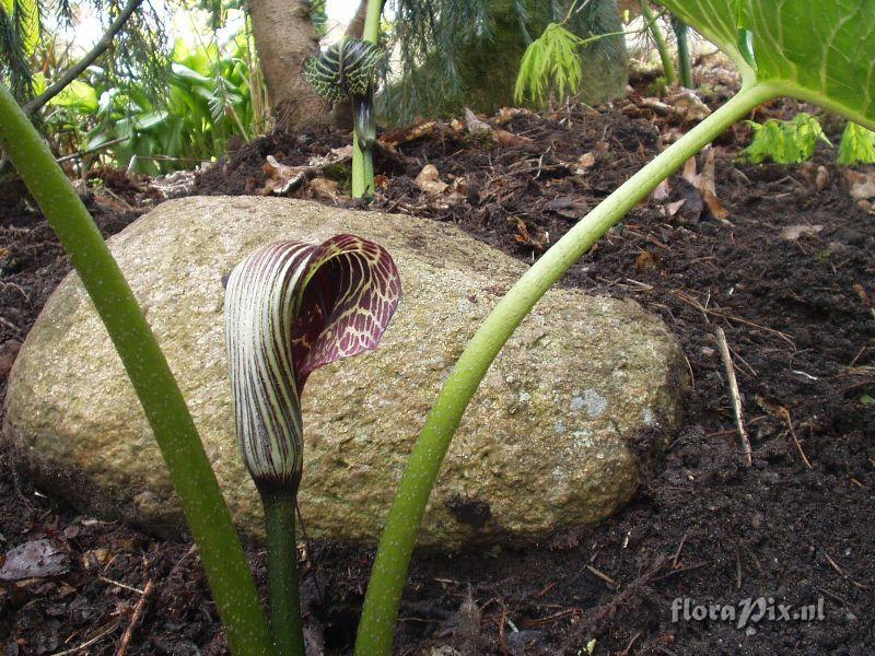 Arisaema griffithii