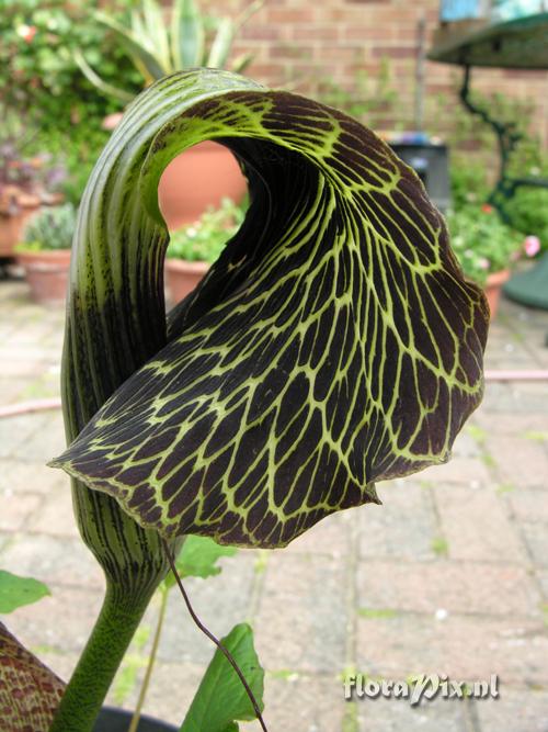 Arisaema griffithii