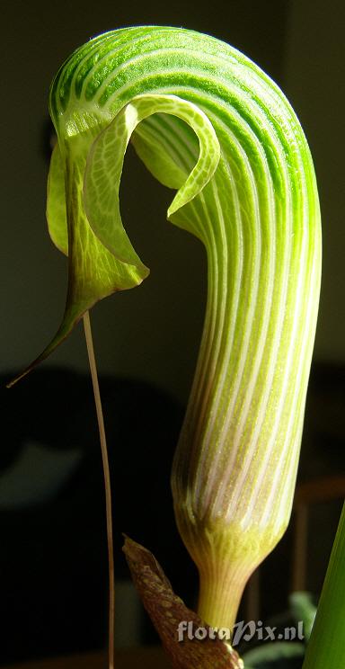 Arisaema galeatum