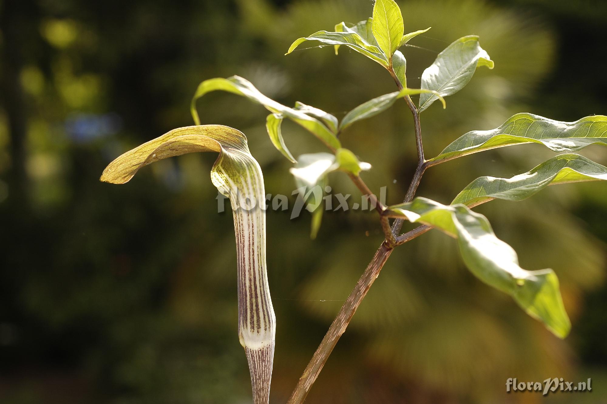 Arisaema iyoanum