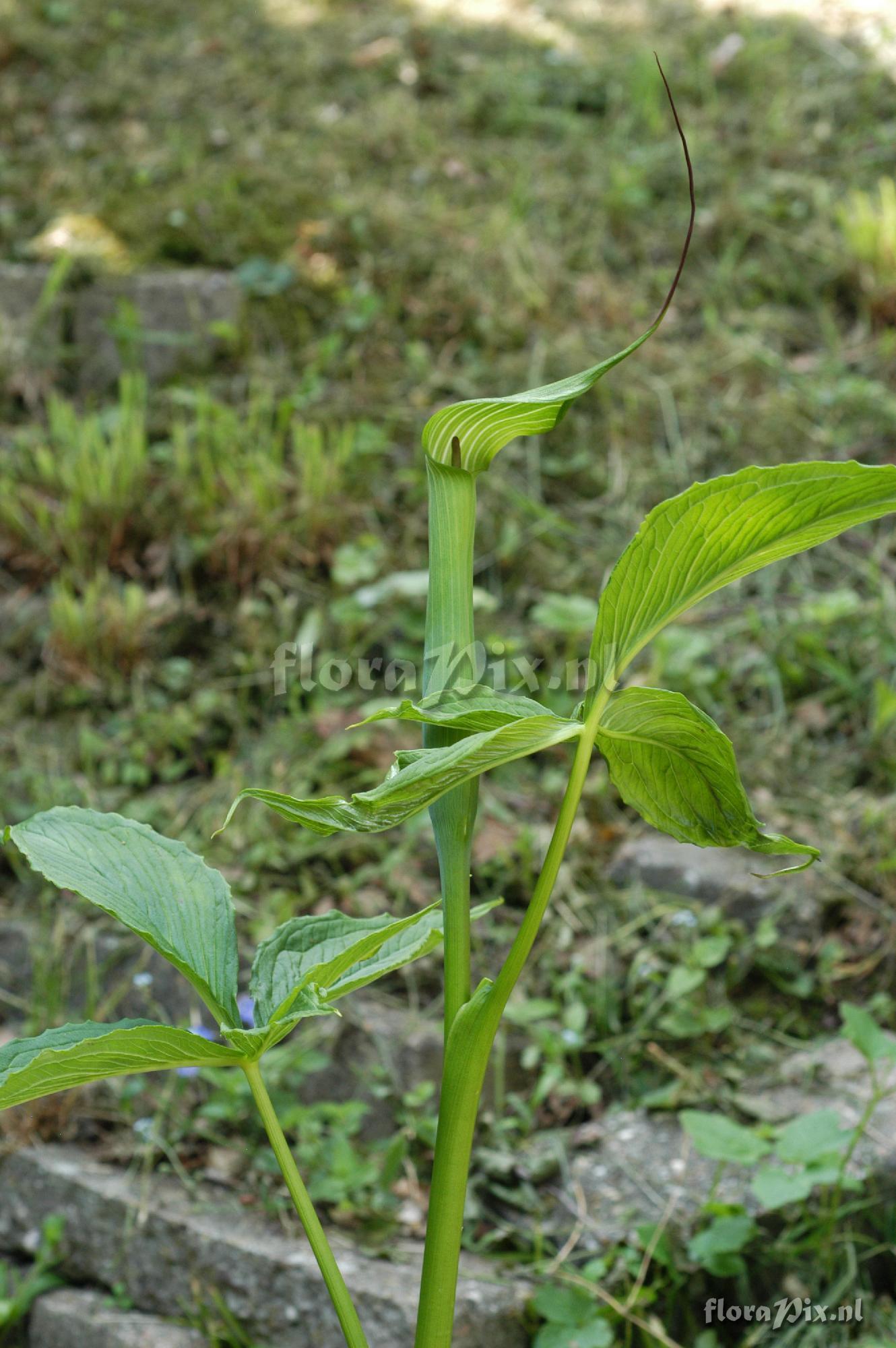 Arisaema jacquemontii