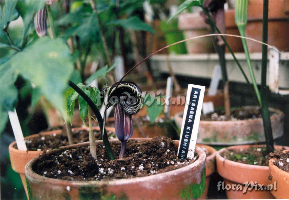 Arisaema kiushianum