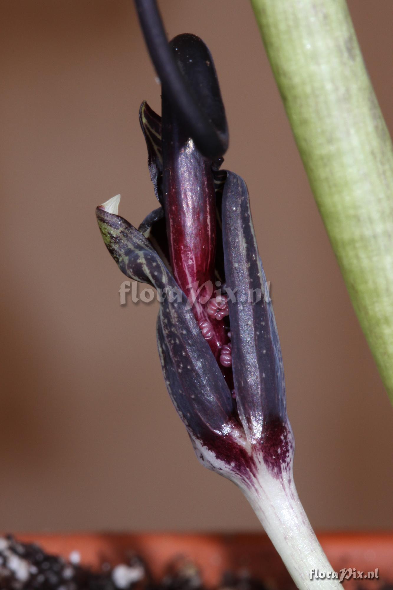 Arisaema kiushianum