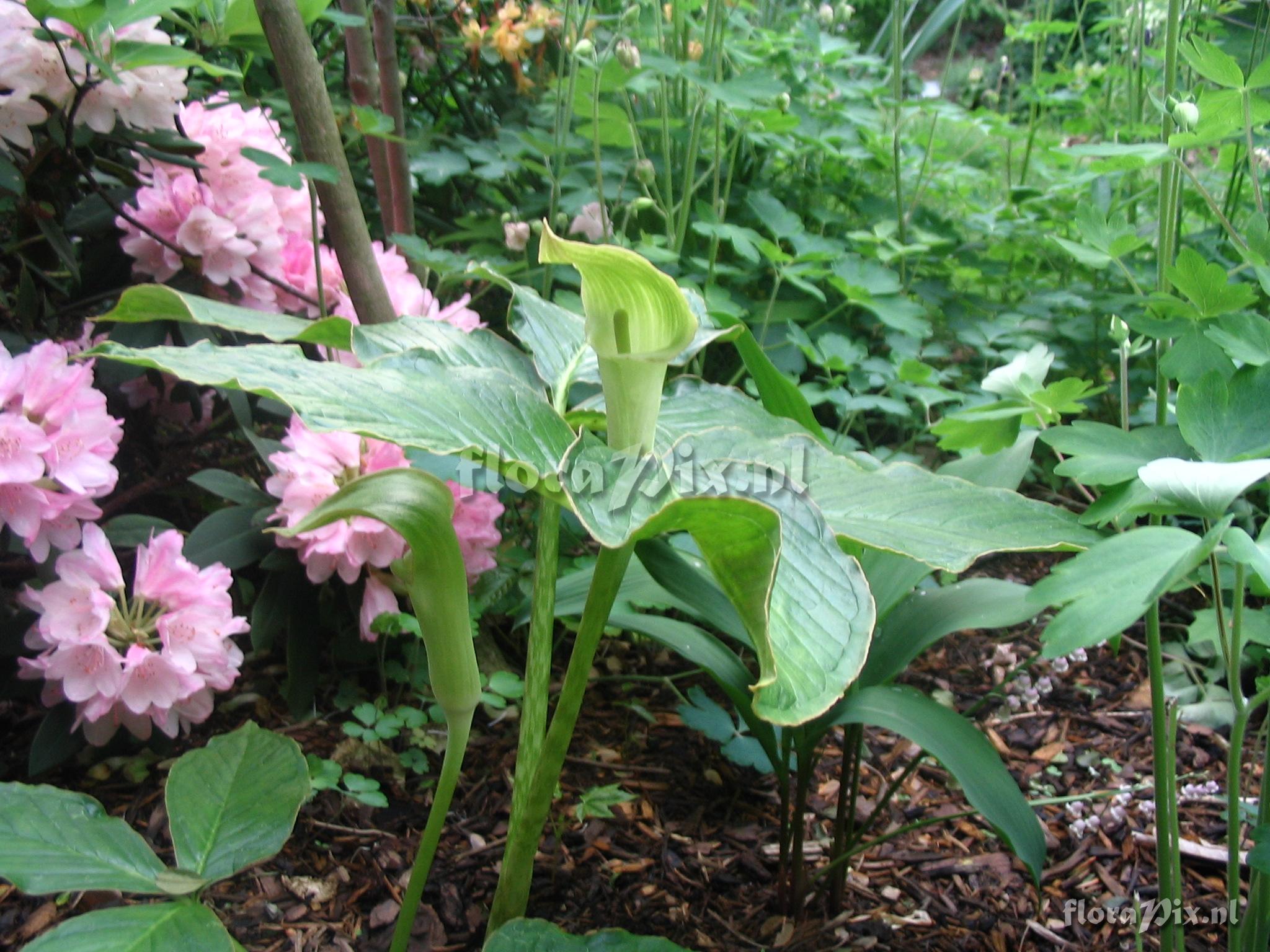 Arisaema lobatum pale