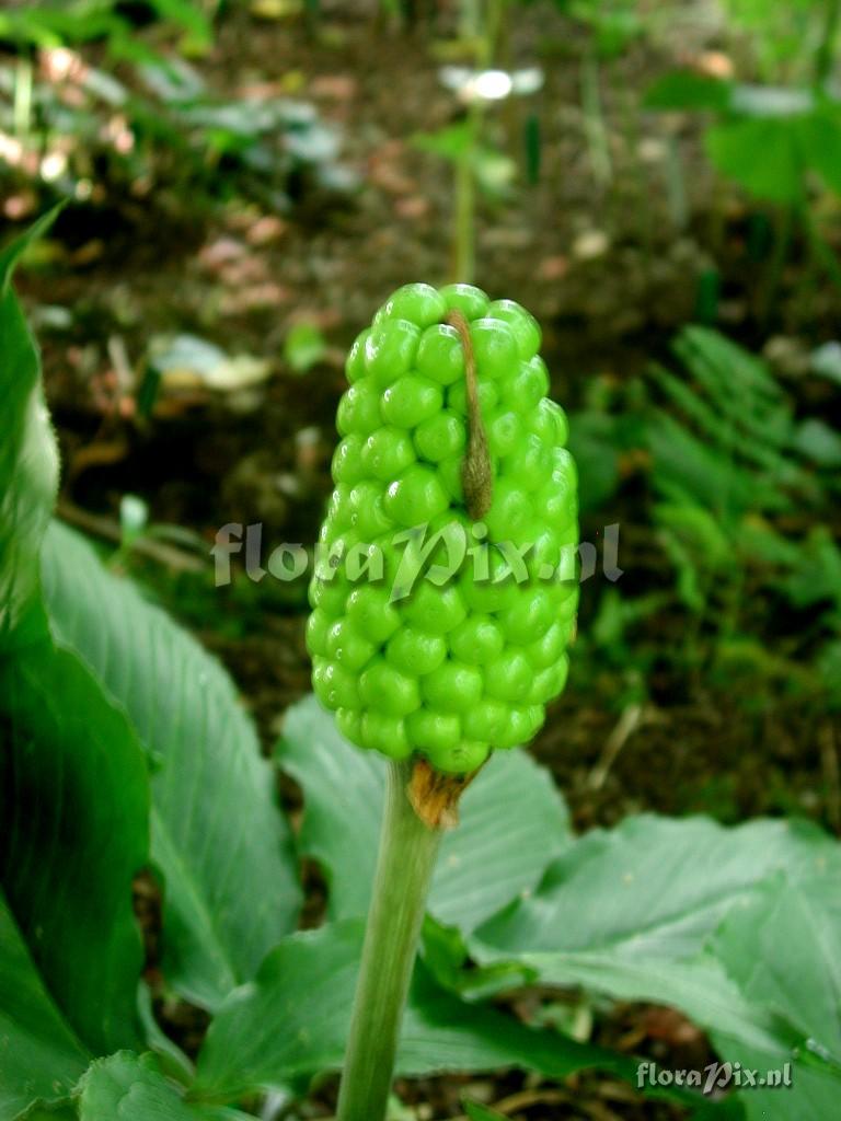 Arisaema limbatum