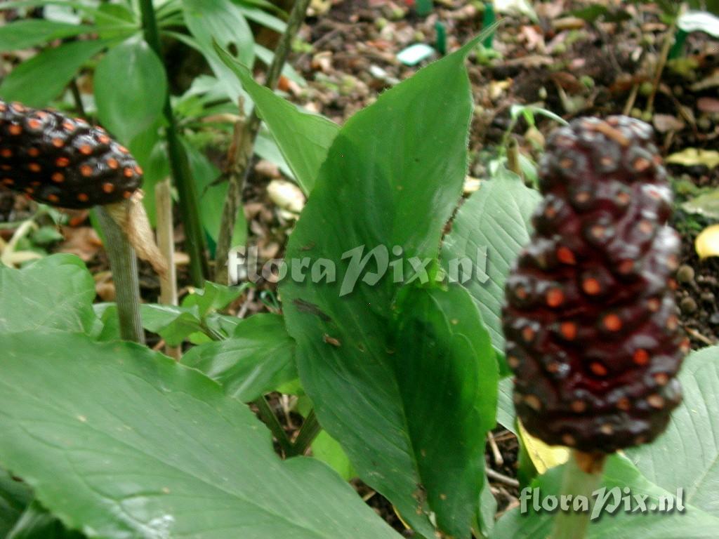 Arisaema limbatum