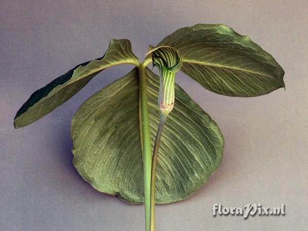 Arisaema lichiangense