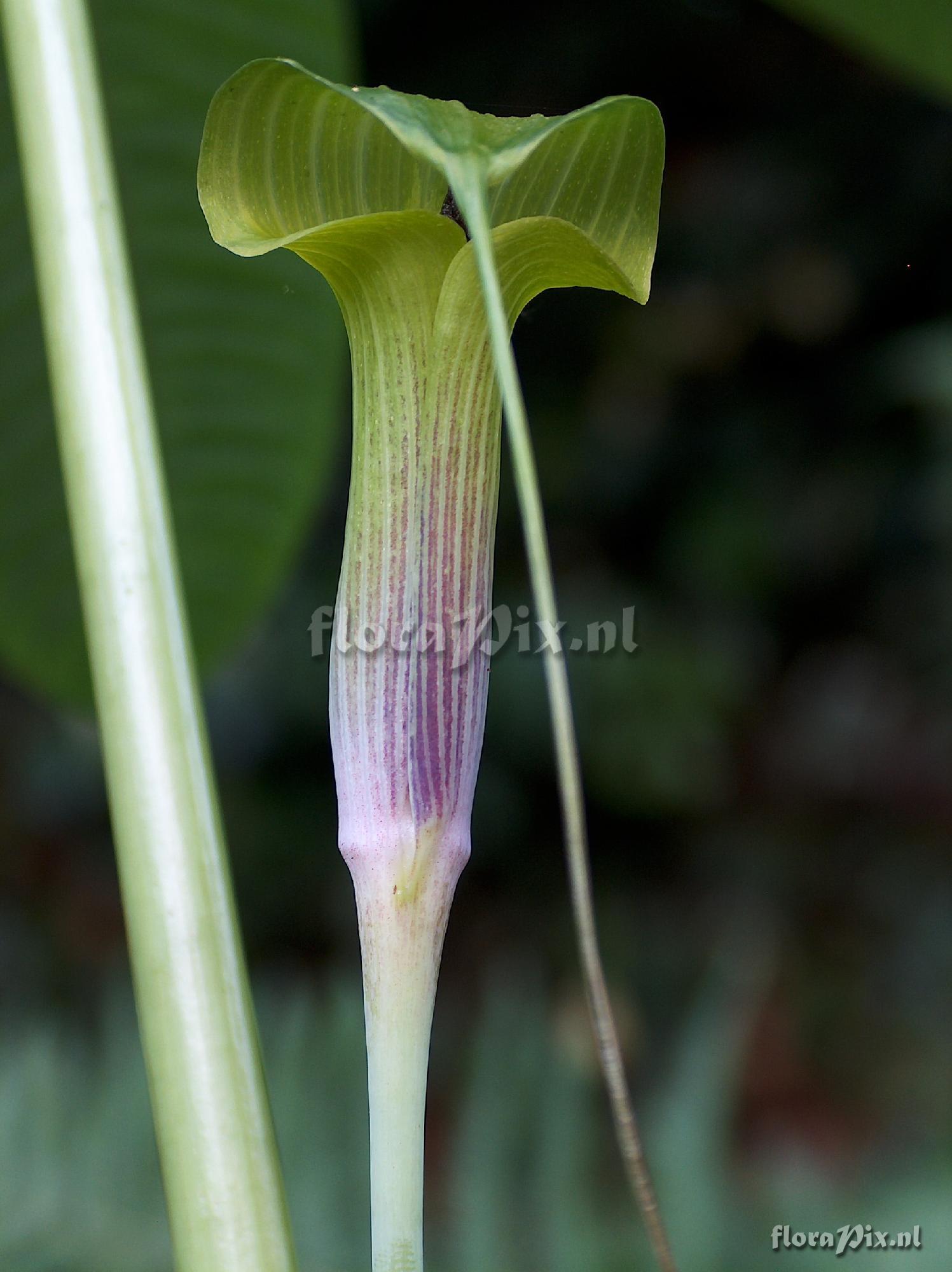 Arisaema muratae