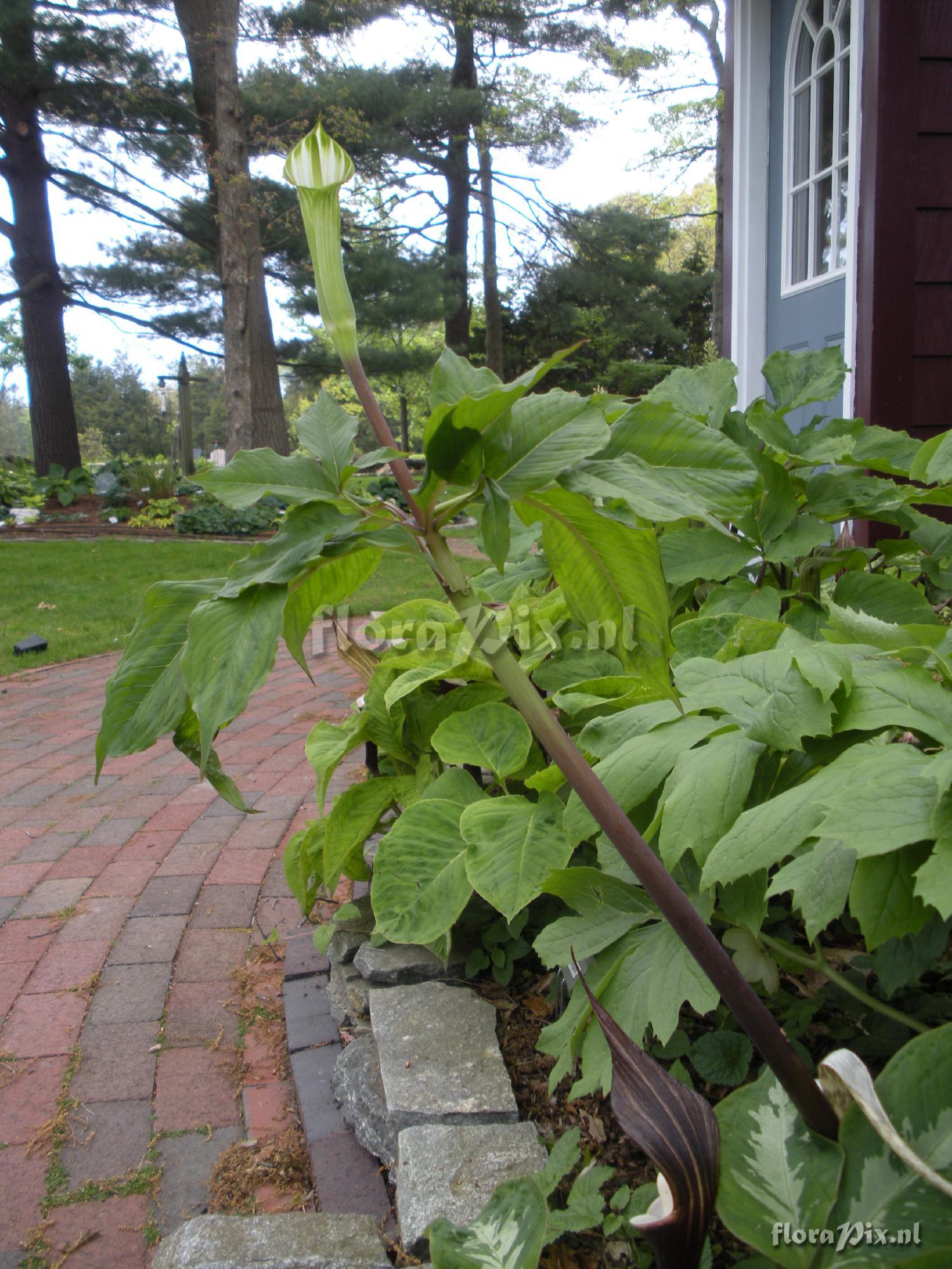 Arisaema maximowiczii ssp. tashiroi