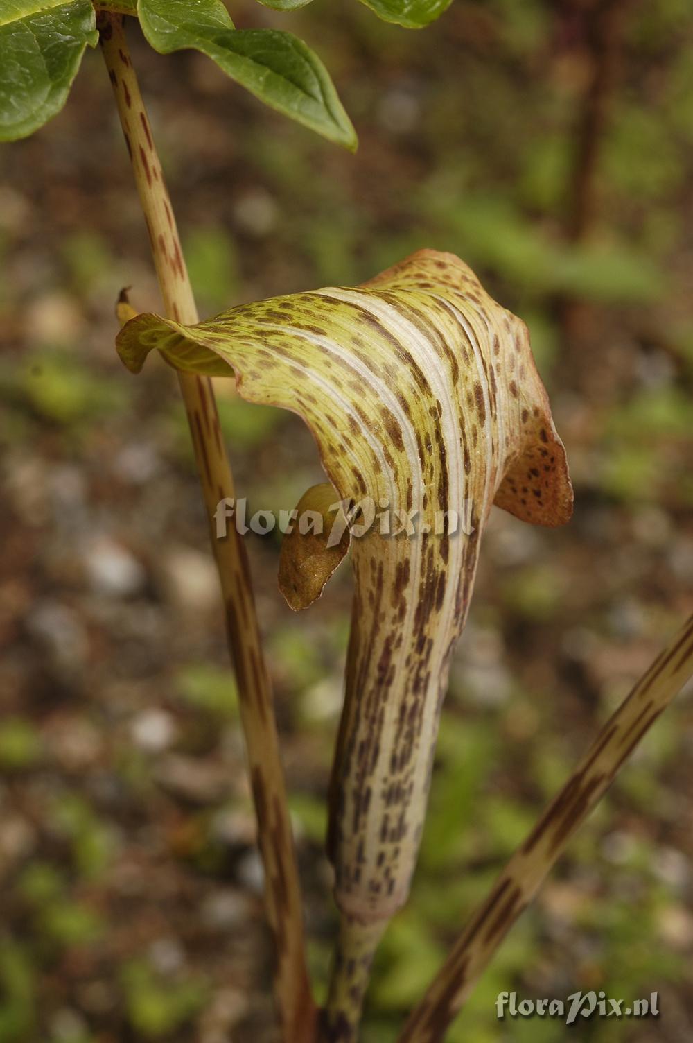 Arisaema nepenthoides